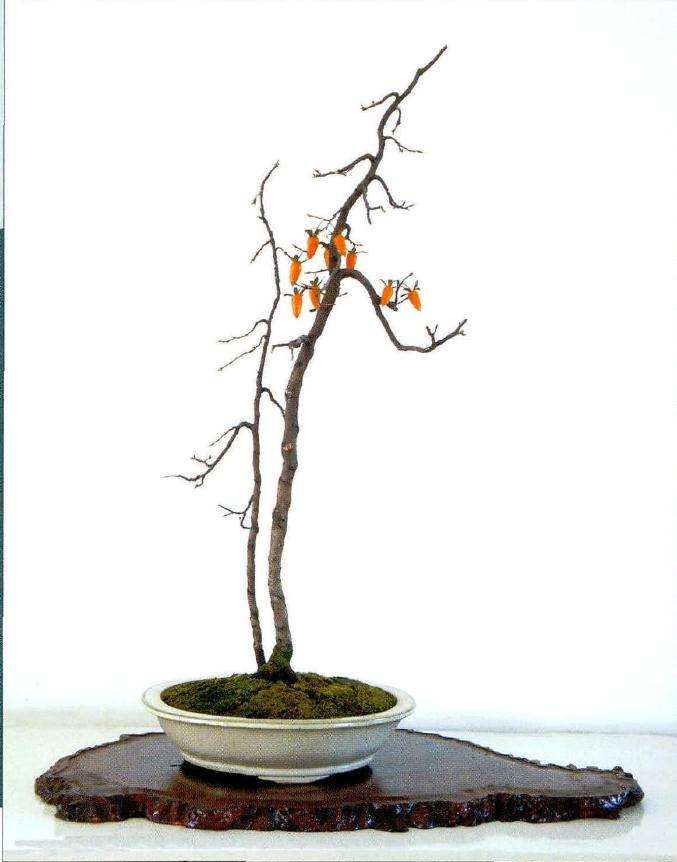 2010年的盆景照片