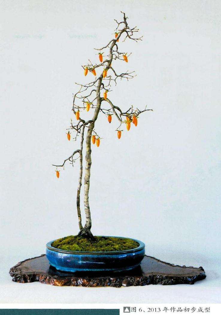 2013年盆景作品初步成型