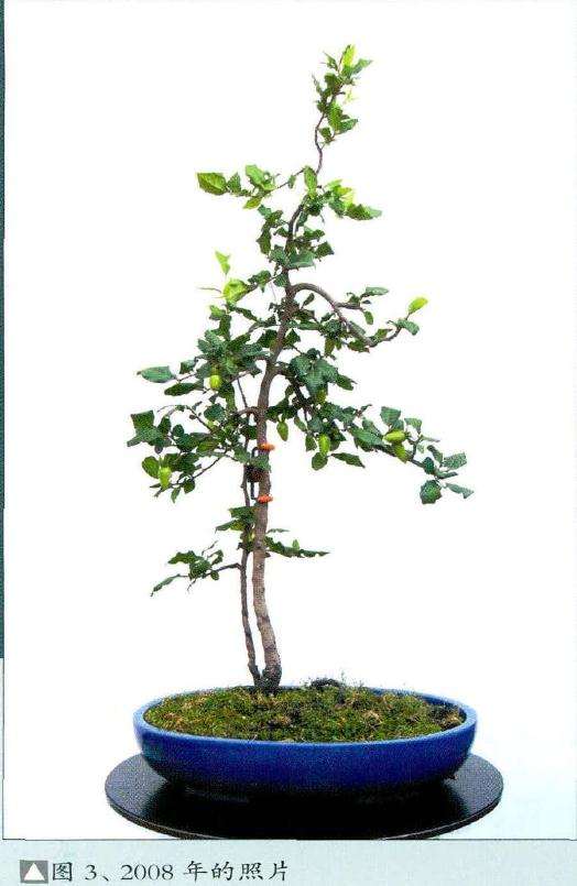 在上世纪 而文人树的出现远早于素仁盆景