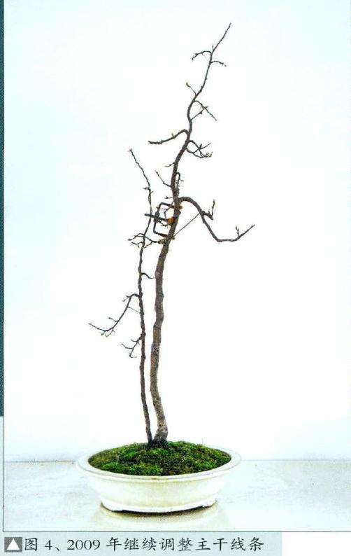 在上世纪 而文人树的出现远早于素仁盆景