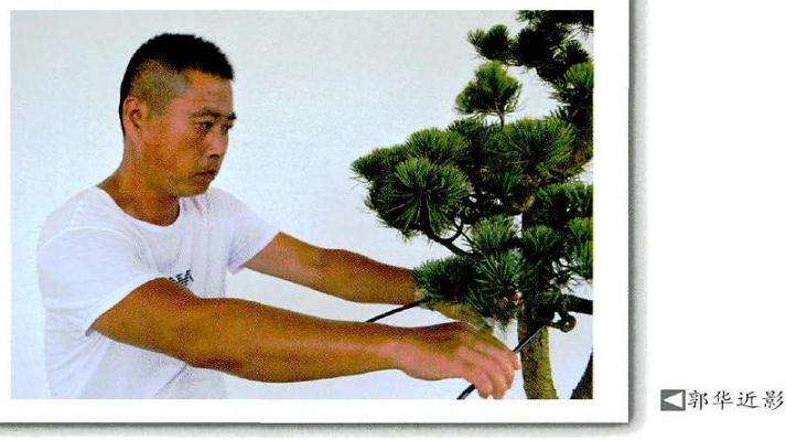 图解 宁波朋友制作五针松盆景的方法