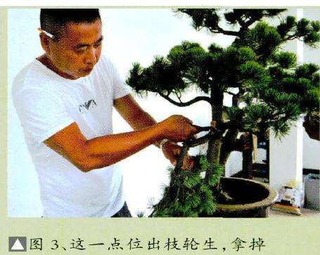 拿掉盆景其中一枝