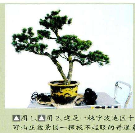 这是一株宁波地区十分常见的双干五针松桩材