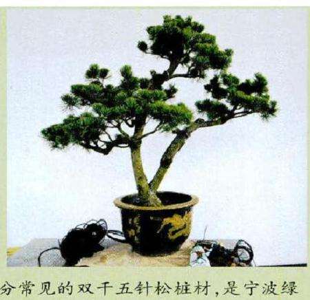 这是一株宁波地区十分常见的双干五针松桩材