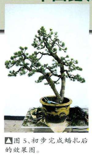 盆景初步完成蟠扎后的效果图