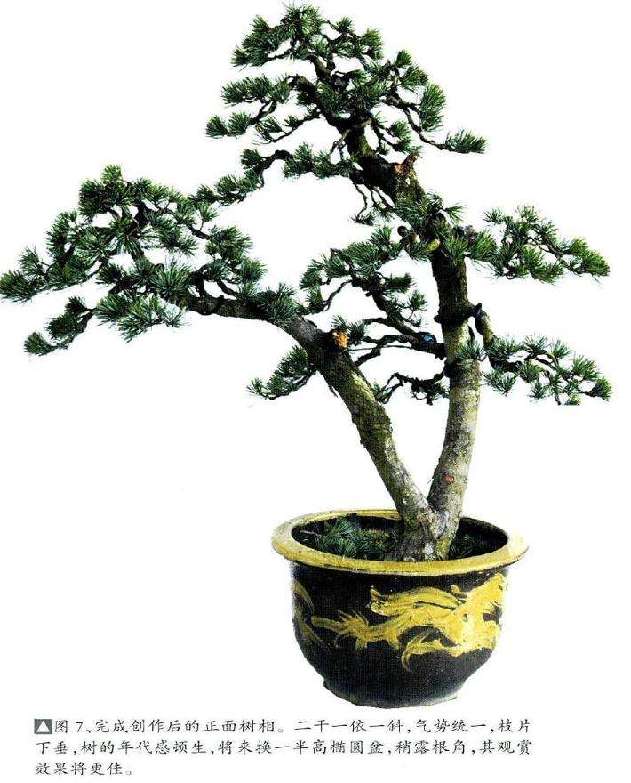 盆景完成制作后的正面树相