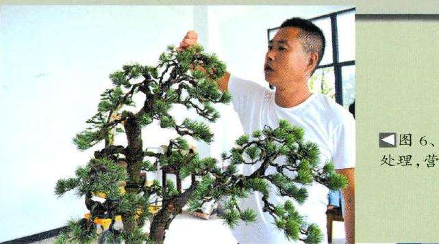 盆景对细部进行更精细的处理