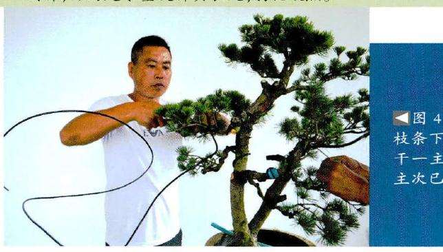 盆景对枝干进行蟠扎下压