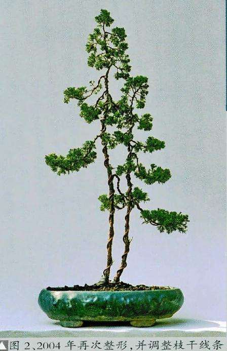 2004年盆景再次进行整形