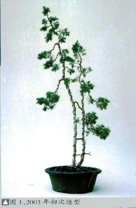 盆景《相依》系2003年从苗圃获得的真柏素材