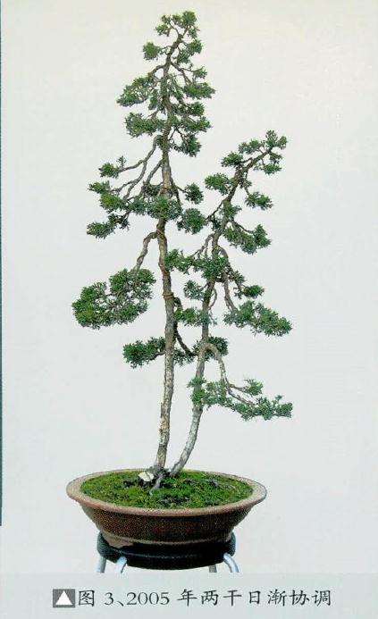 树木盆景枝叶生长丰满后