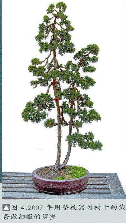 为了解决树干盆景线条略显生硬的问题