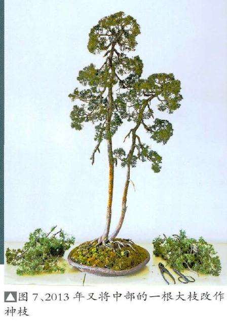 盆景再次整形处理