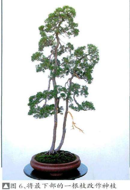 翌年将盆景最下部的一根枝制作神枝