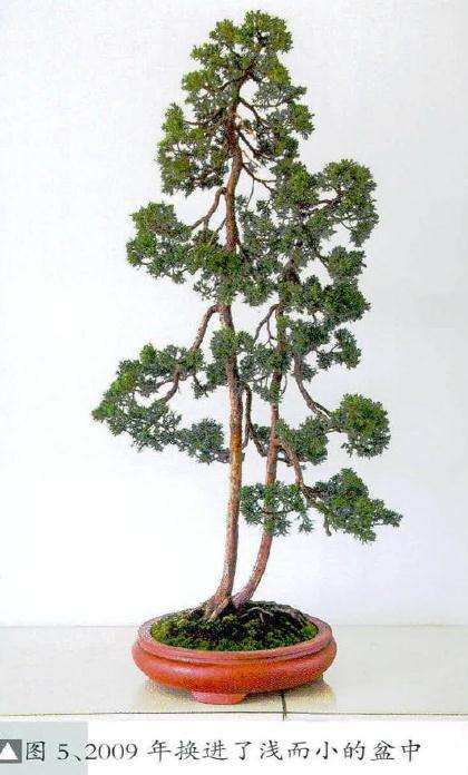 盆景下部显得过重