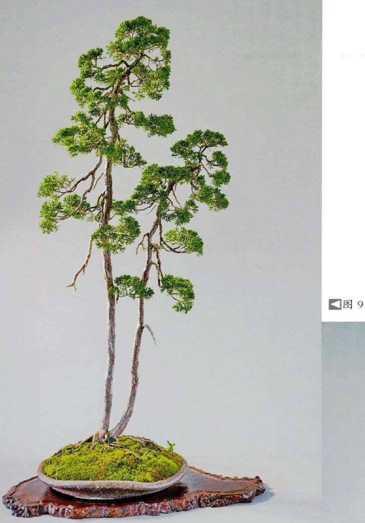 自然界相邻树木盆景的根部靠近时