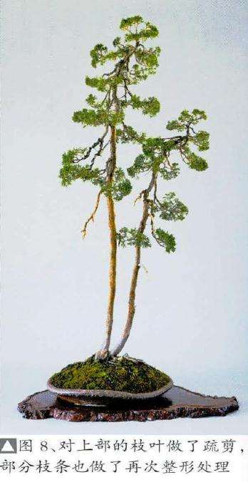 盆景作品基本完成