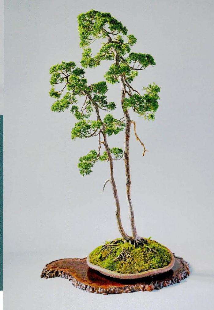 自然界相邻树木的根部靠近时