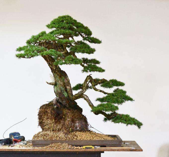 盆景什么时候怎么换盆的7个步骤