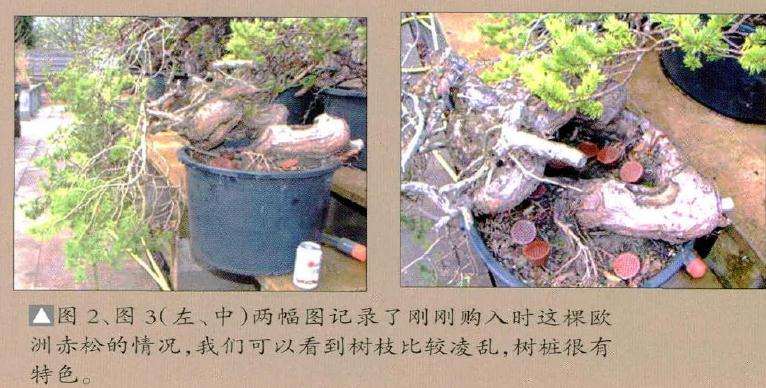 两幅图记录了刚刚购入时这棵欧洲赤松的情况