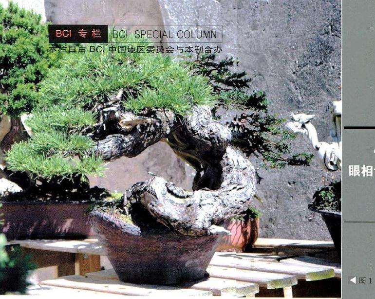 两幅图记录了刚刚购入时这棵欧洲赤松的情况