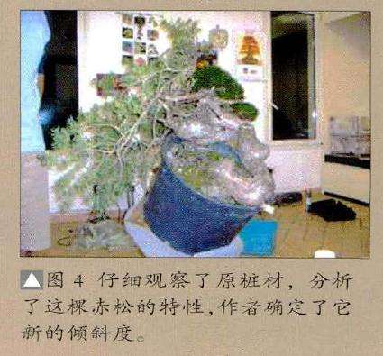 分析了这探赤松的特性