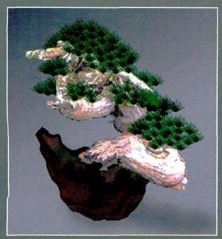 图解 欧洲赤松盆景怎么造型的过程