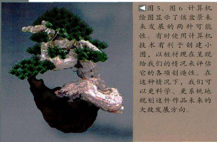 图解 欧洲赤松盆景怎么造型的过程