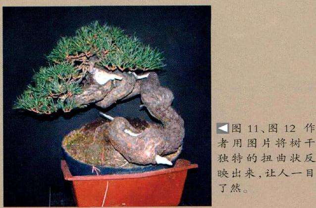 作者用盆景图片将树干独特的扭曲状反映出来