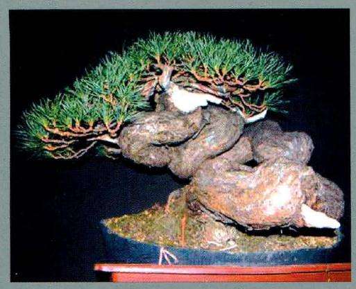 作者用盆景图片将树干独特的扭曲状反映出来