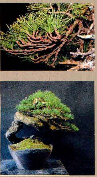 该作品于2011年世界盆景网络展赛中荣获第三名