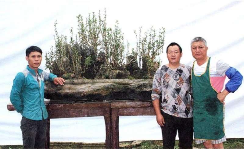 大型雨林式盆景的制作过程