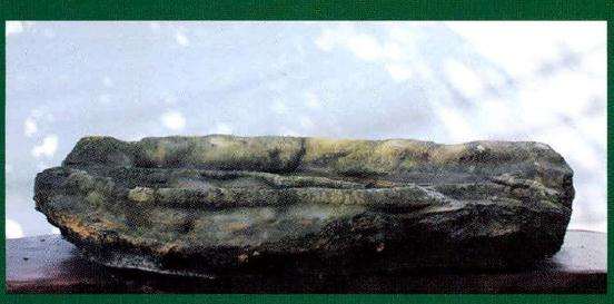 盆景创作素材表演用材为博兰