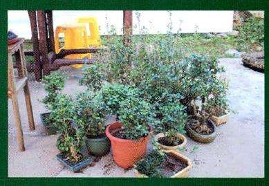 盆景创作素材表演用材为博兰