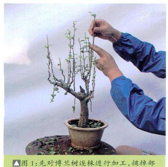 摘掉盆景部分叶片