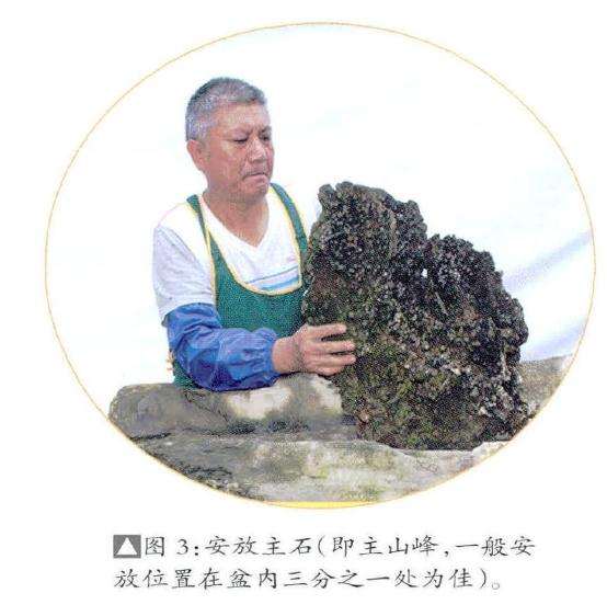 大型雨林式盆景的制作过程