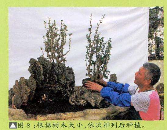 根据盆景树木大小