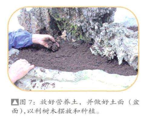 放好盆景营养土