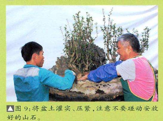 将盆景盆土灌实