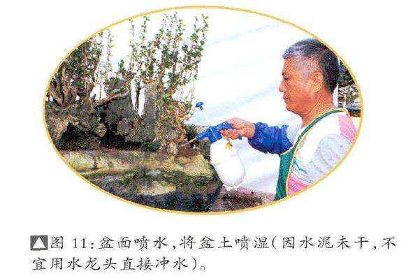盆景盆面喷水