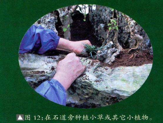 在盆景石道旁种植小草或其它小植物