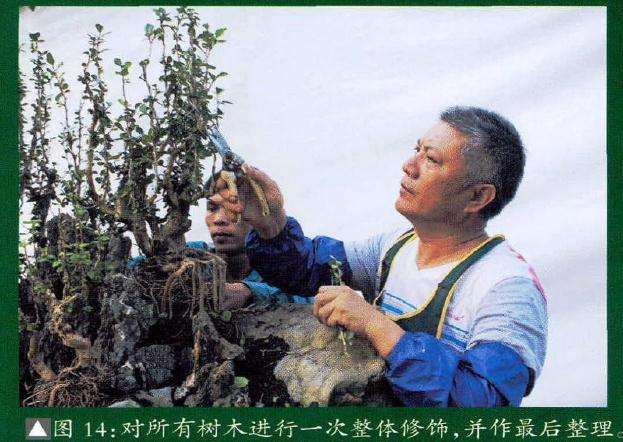 对所有树木盆景进行一次整体修饰