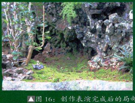 大型雨林式盆景的制作过程