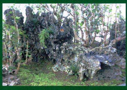 盆景创作表演完成后的局部效果