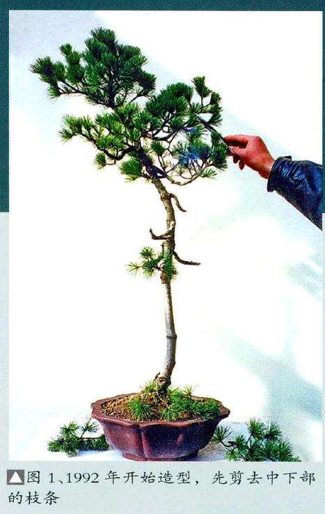 图解 文人树盆景《高士图》的制作过程