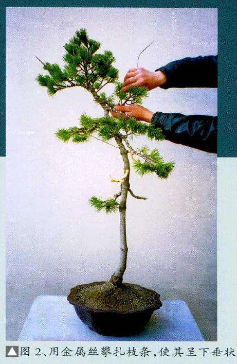 图解 文人树盆景《高士图》的制作过程