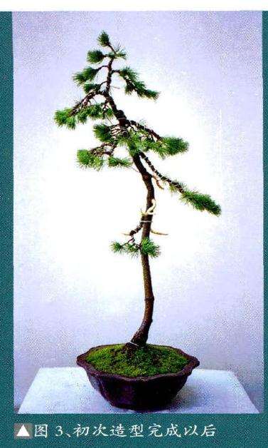 图解 文人树盆景《高士图》的制作过程