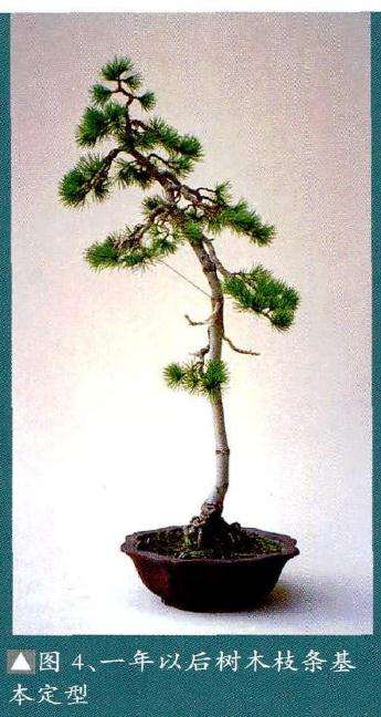 图解 文人树盆景《高士图》的制作过程