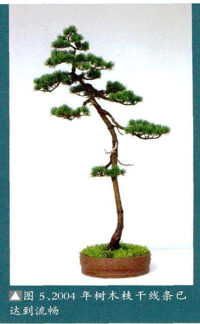 图解 文人树盆景《高士图》的制作过程