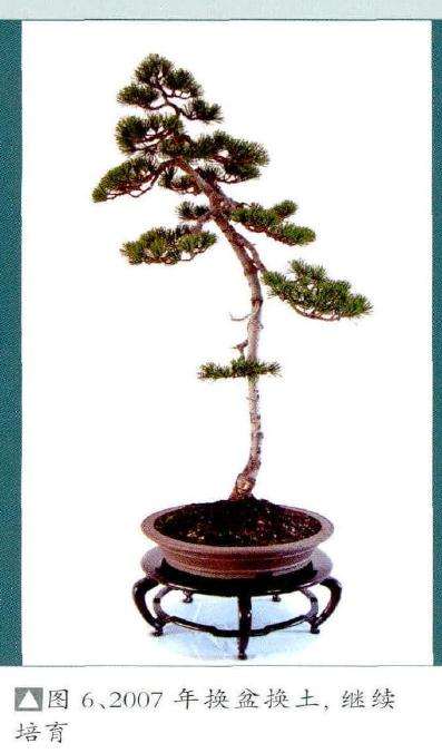 图解 文人树盆景《高士图》的制作过程